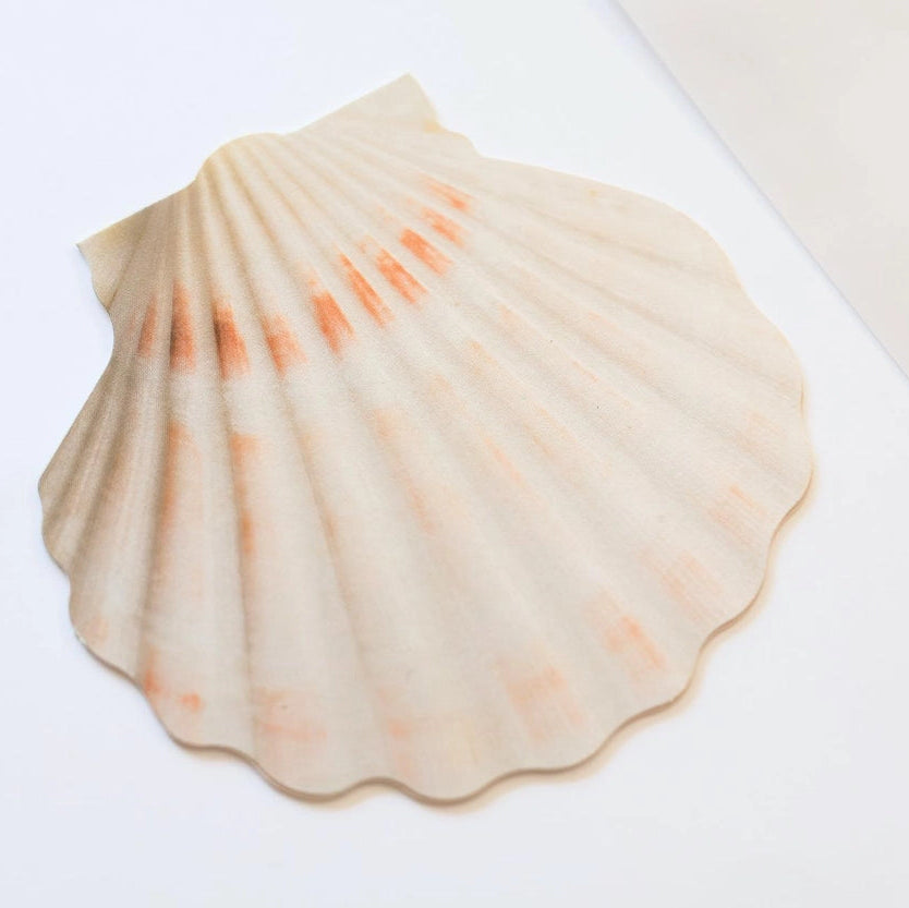 Mini Message Card_Ivory Scallop