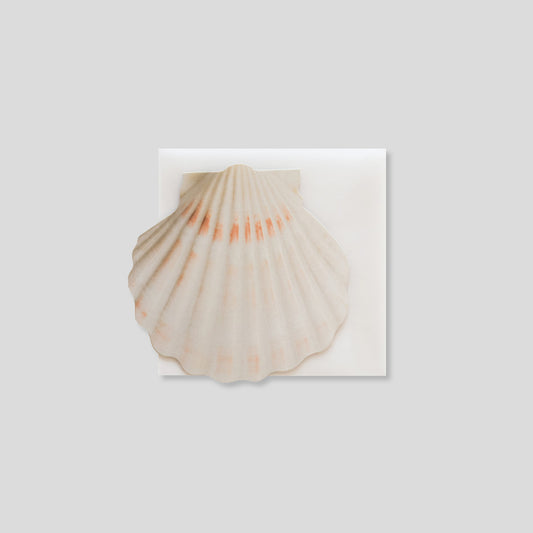 Mini Message Card_Ivory Scallop