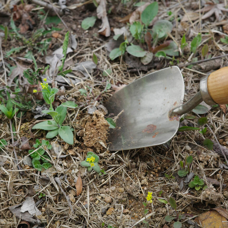 Plant Collecting Bookmark_Cosmos