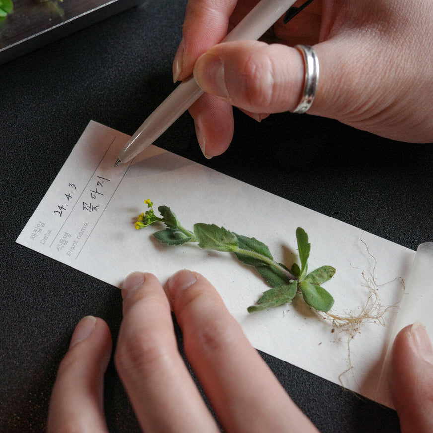 Plant Collecting Bookmark_Cosmos