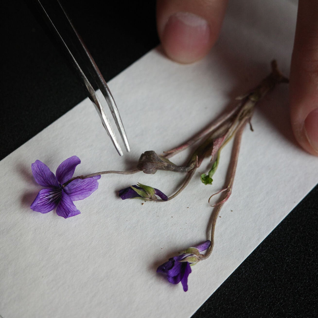 Plant Collecting Bookmark_Cosmos